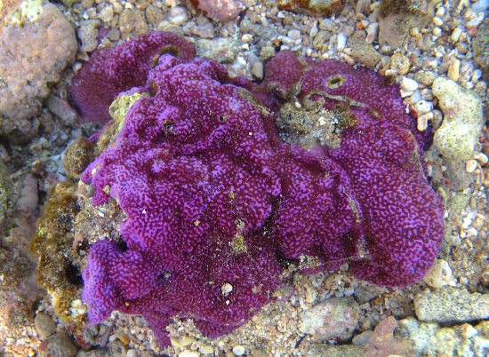  Montipora tuberculosa (Micropora Coral)
